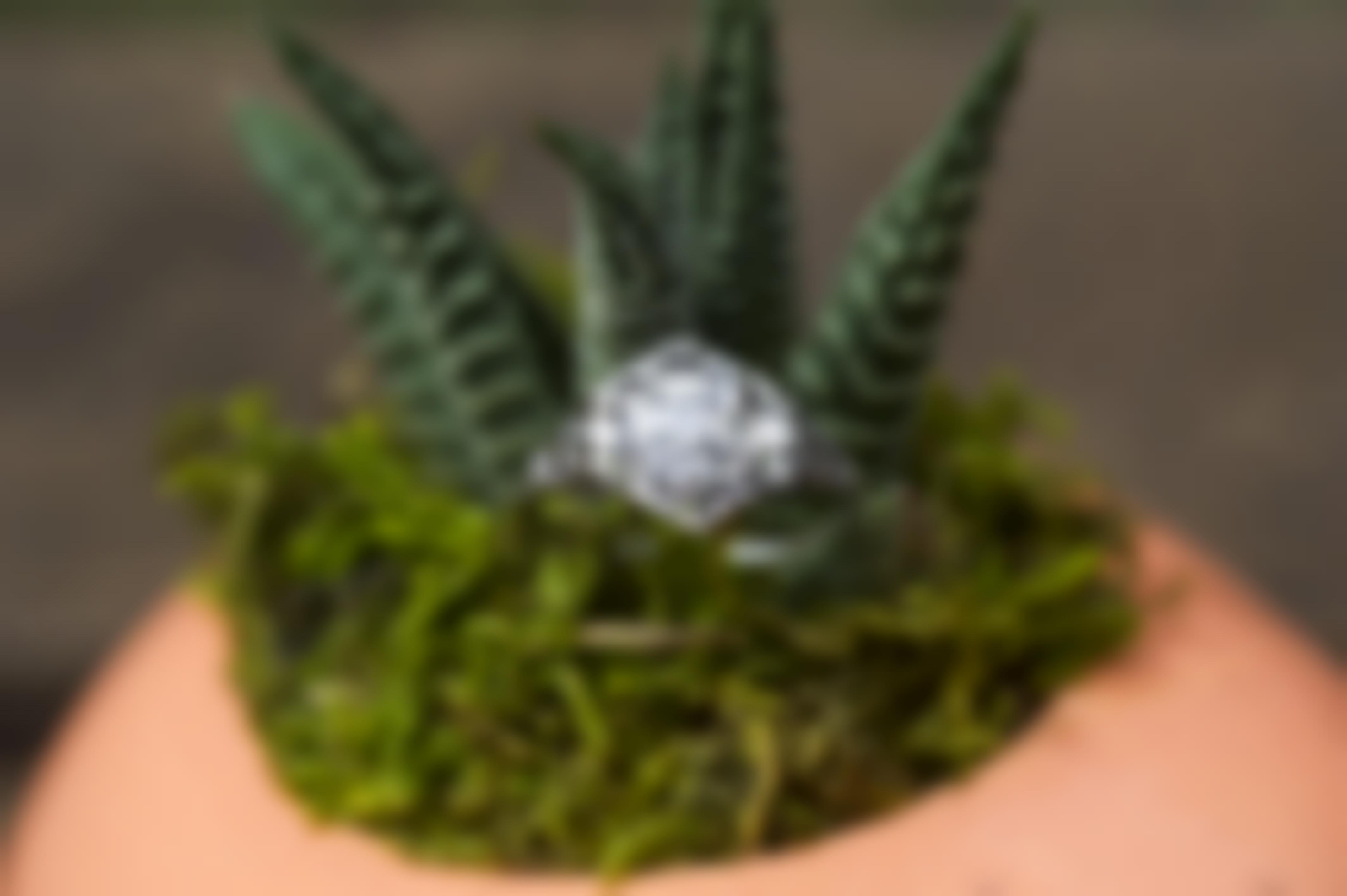 White gold Art Deco diamond engagement ring placed in succulent.
