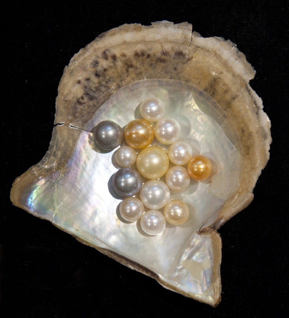 White, yellow, and gray pearls sitting on an oyster containing mother-of-pearl.