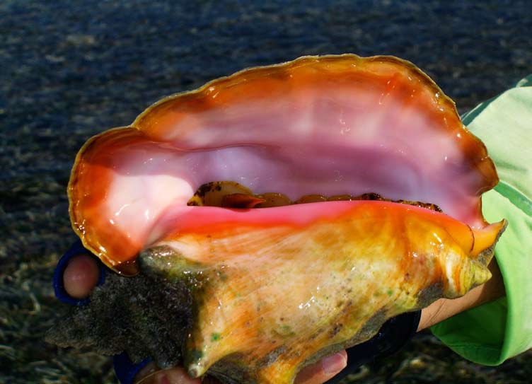 Pink and orange colored conch shell.