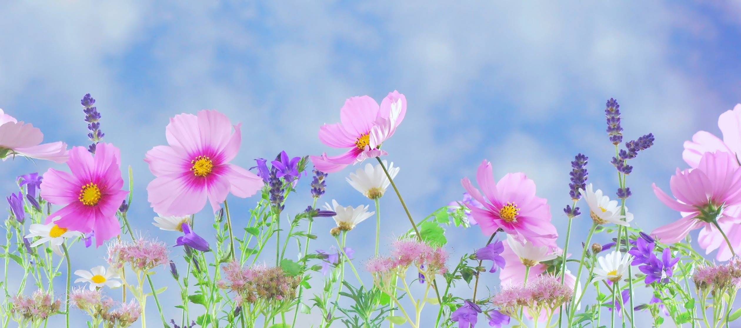 Ground view of pink and purple flowers.