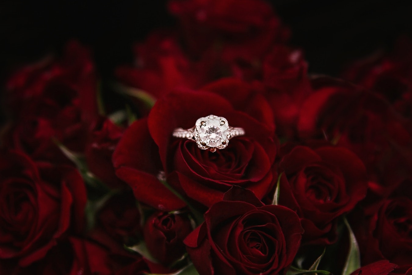 White gold diamond engagement ring placed in a red rose.