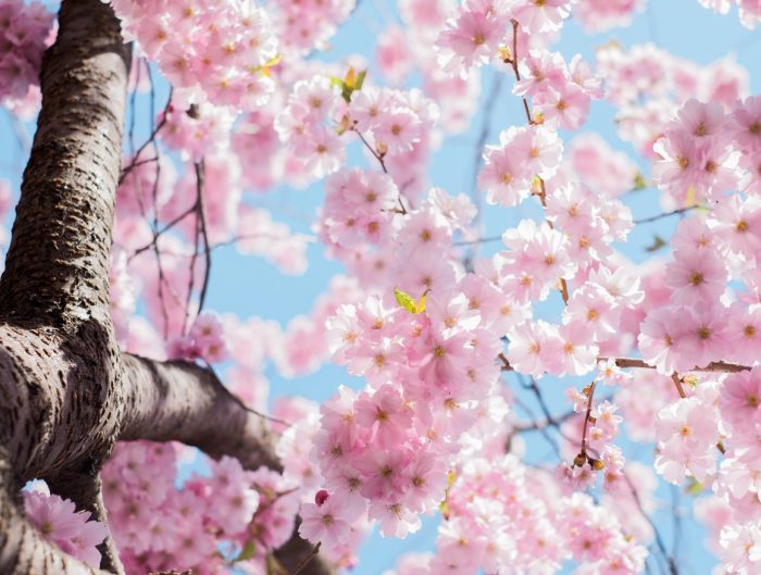 Japanese cherry blossom tree in bloom.