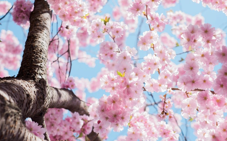 Japanese cherry blossom tree in bloom.