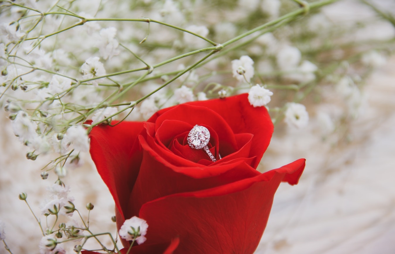 White gold diamond engagement ring placed in red rose.